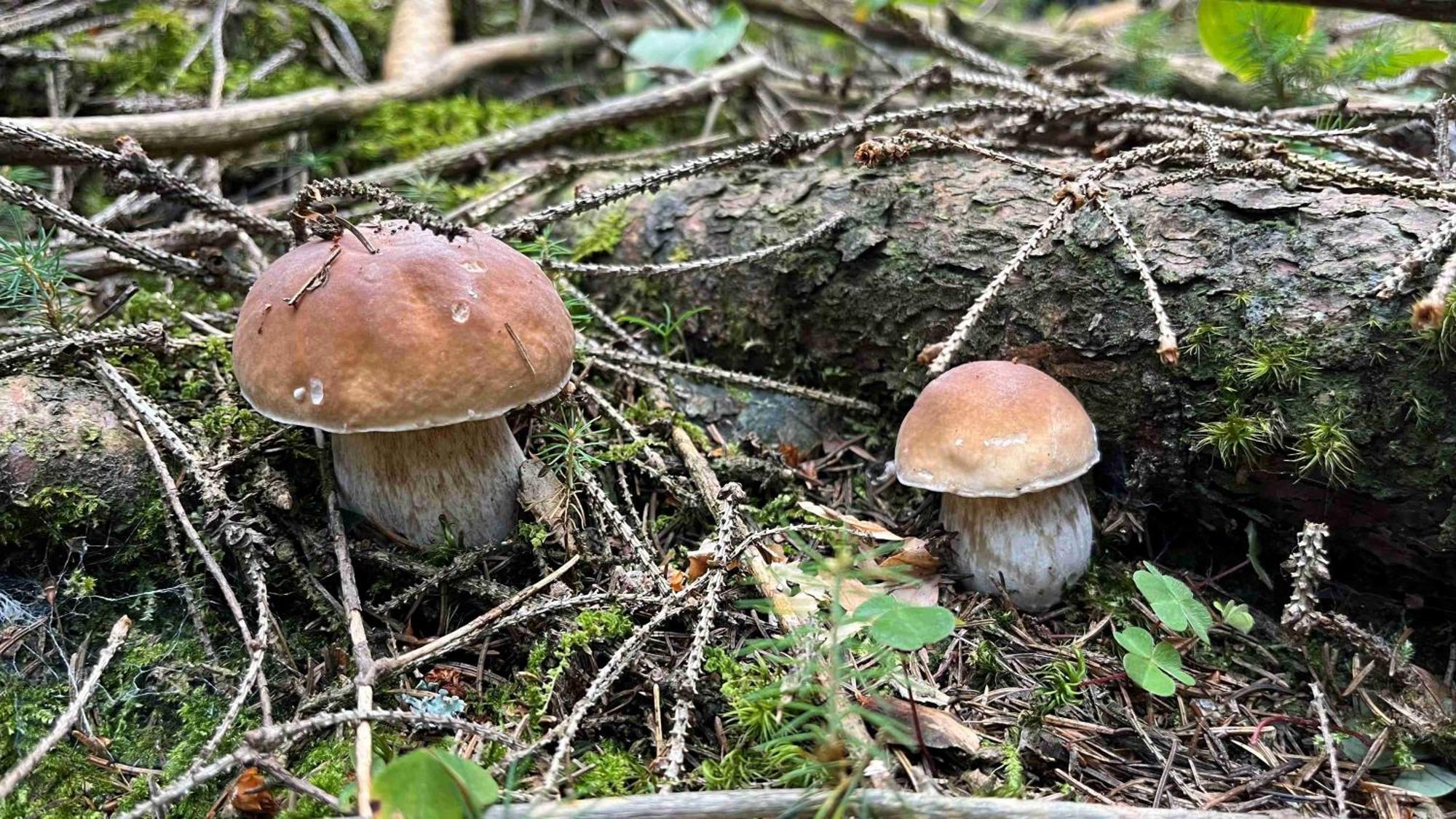 Apartmanhrabovob14 Ruzomberok Esterno foto
